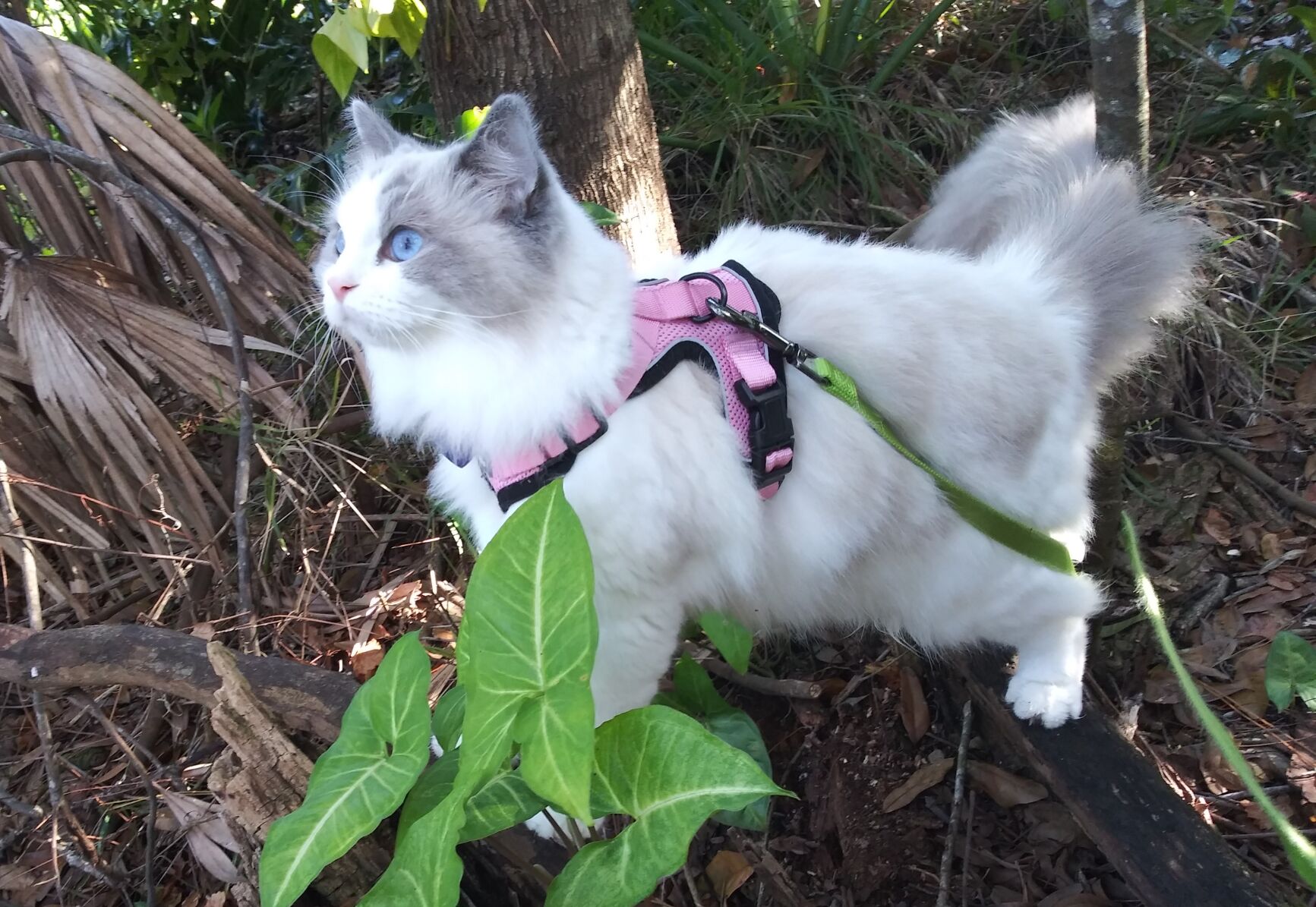 Brevard County Pet of the Week - Week of Feb. 5, 2021